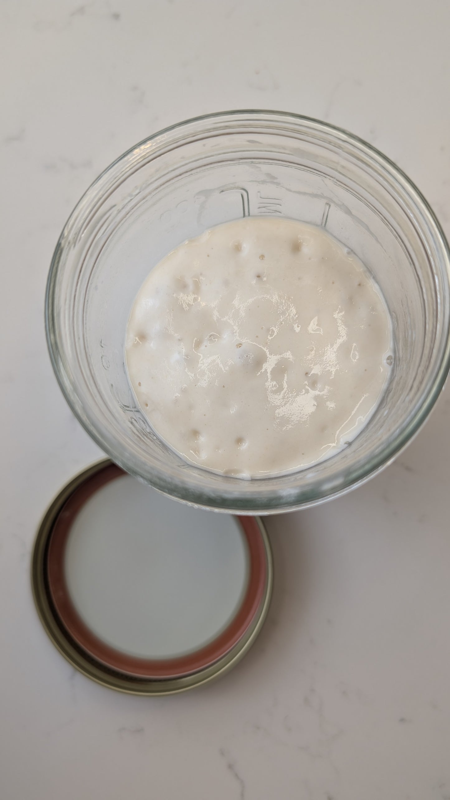 Live Sourdough Starter & Sourdough Starter Guide
